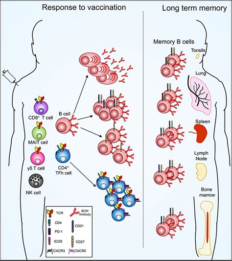 ff9 virus|Vaccine Location and Effects .